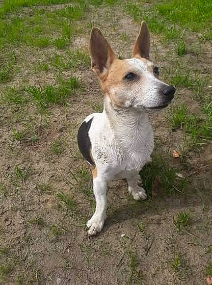 Cassy participe au concours pour gagner de l'argent avec cette photo : ancient_dog_breeds, canidae, carnivore, carolina_dog, companion_dog, corgi_chihuahua, dog, dog_breed, feist, mammal, miniature_fox_terrier, rare_breed_dog, rat_terrier, russell_terrier, teddy_roosevelt_terrier, tenterfield_terrier, toy_fox_terrier, vertebrate