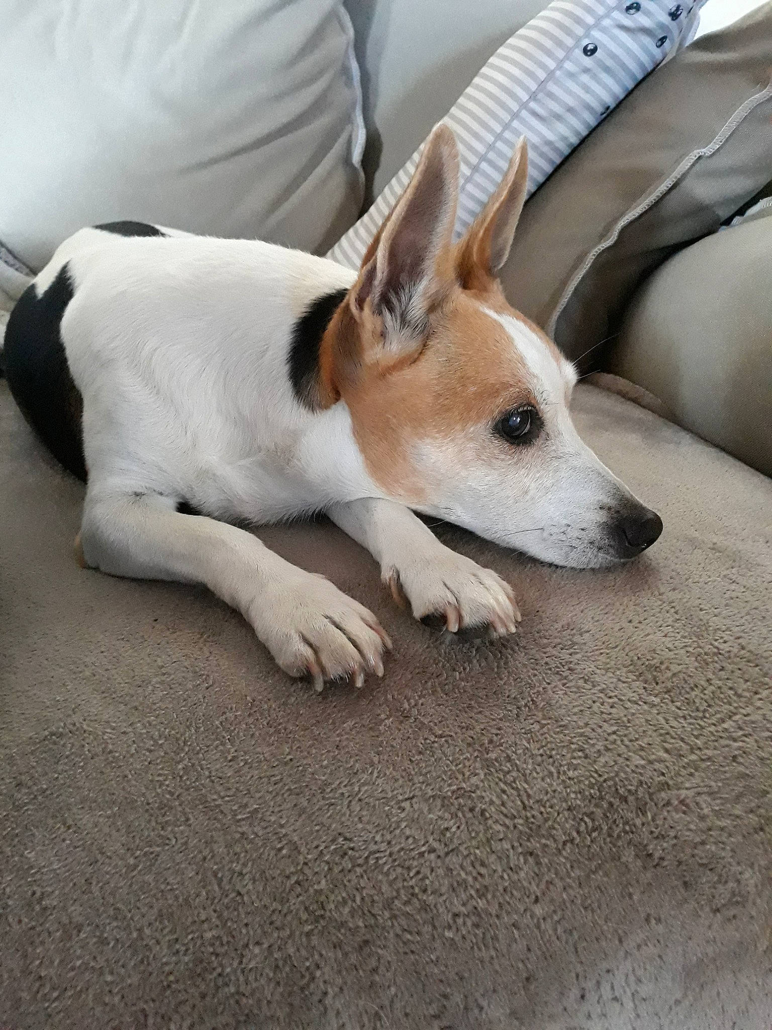 Cassy participe au concours pour gagner de l'argent avec cette photo : aspin, canidae, carnivore, carolina_dog, companion_dog, dog, dog_breed, feist, fox_terrier, mammal, miniature_fox_terrier, rare_breed_dog, rat_terrier, russell_terrier, smooth_fox_terrier, snout, street_dog, teddy_roosevelt_terrier, tenterfield_terrier, vertebrate