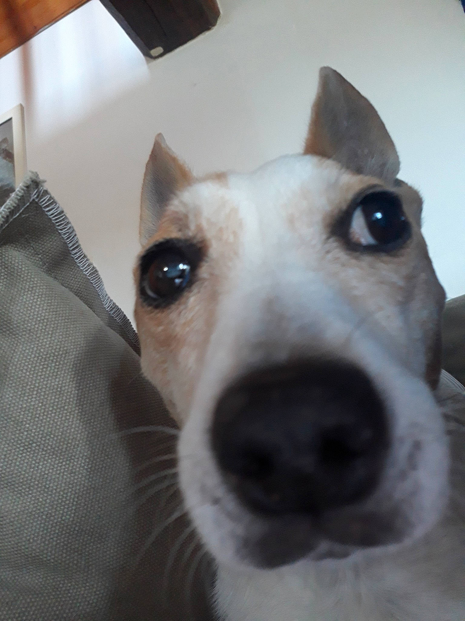 Cassy a rejoint le concours — aidez-le/la à gagner de superbes lots ! basenji, canidae, carnivore, dog, dog_breed, ear, feist, fox_terrier, mammal, miniature_fox_terrier, nose, rare_breed_dog, russell_terrier, smooth_fox_terrier, snout, teddy_roosevelt_terrier, tenterfield_terrier, vertebrate, whiskers