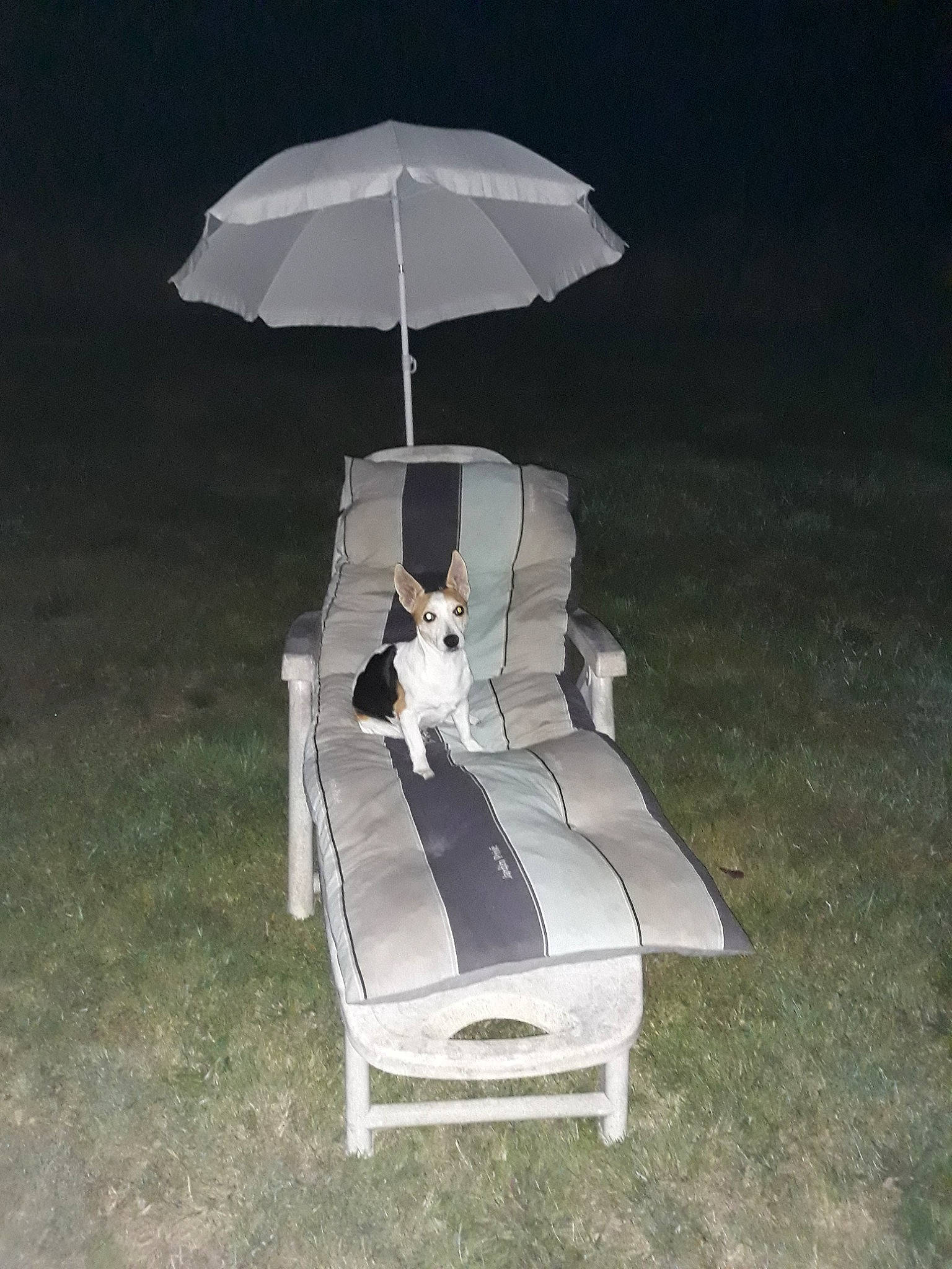 Cassy participe au concours pour gagner de l'argent avec cette photo : chair, coffee_table, fashion_accessory, furniture, italian_greyhound, outdoor_furniture, outdoor_table, shade, sunlounger, table, umbrella, white