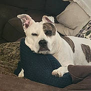 Bella joined the competition — help win amazing prizes! animal, blanket, brown_spot, comfort, couch, cozy, dog, ears, face, fur, home, indoor, paw, pet, pillow, relaxed, resting, sleepy, snout, white