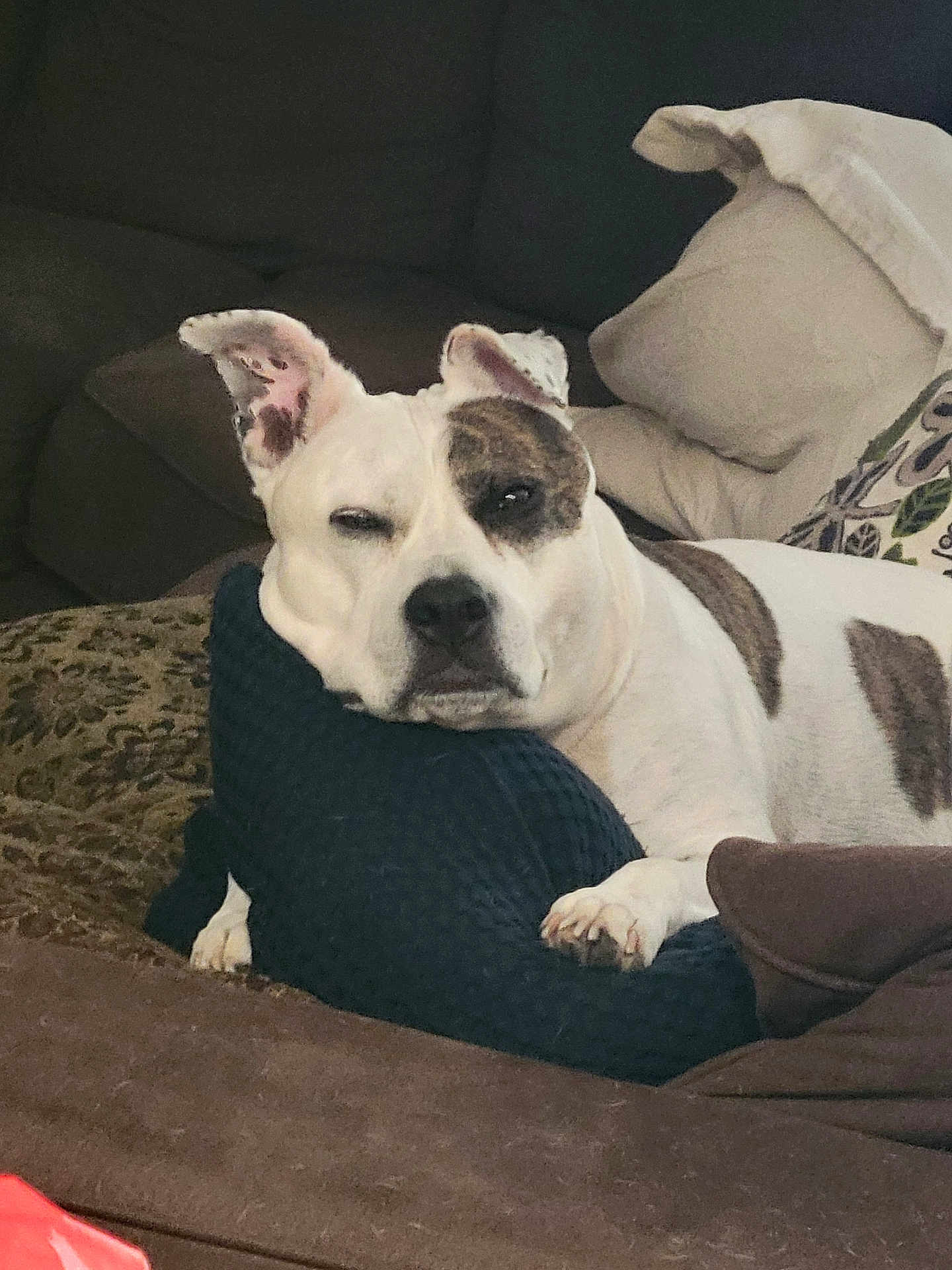 Bella