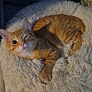 Gordo joined the competition — help win amazing prizes! cat, orange_tabby, pet, animal, fluffy_bed, cute, winking, relaxed, indoor, feline, fur, whiskers, paw, cozy, soft, resting, domestic, sleepy, mammal, bed