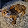 cat, orange_tabby, pet, animal, fluffy_bed, cute, winking, relaxed, indoor, feline, fur, whiskers, paw, cozy, soft, resting, domestic, sleepy, mammal, bed