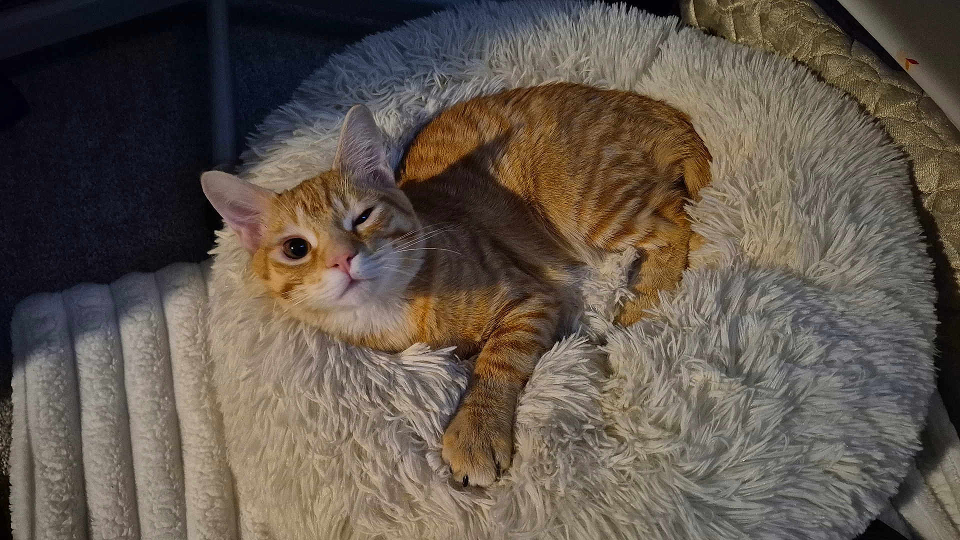 Gordo