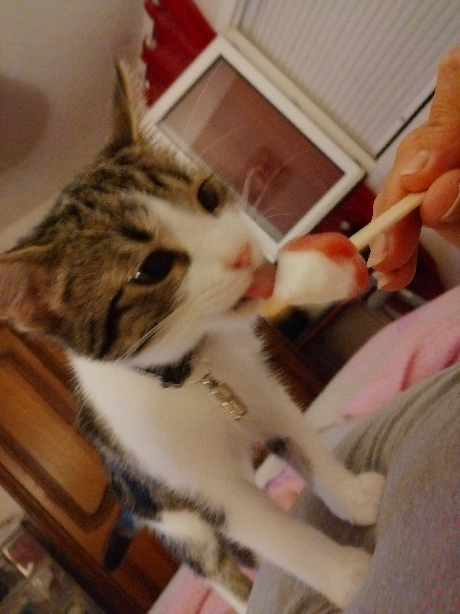 Miya participe au concours pour gagner de l'argent avec cette photo :