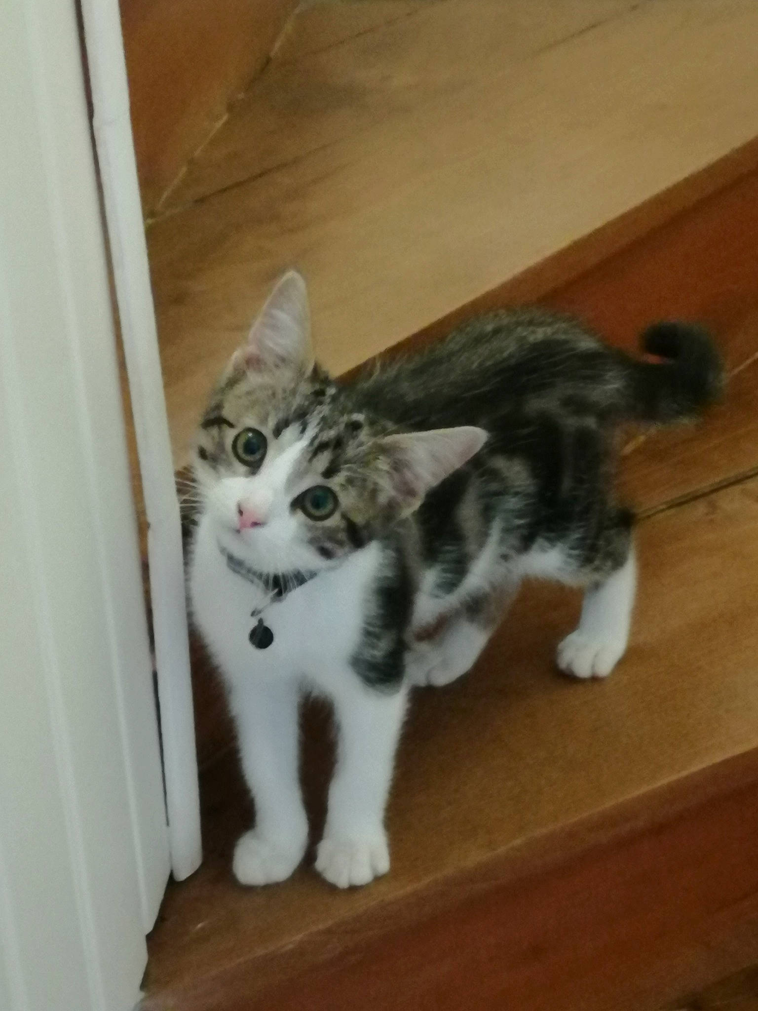 Miya a rejoint le concours — aidez-le/la à gagner de superbes lots ! aegean_cat, american_curl, american_shorthair, american_wirehair, carnivore, cat, domestic_short_haired_cat, european_shorthair, felidae, kitten, mammal, norwegian_forest_cat, polydactyl_cat, small_to_medium_sized_cats, tabby_cat, tail, whiskers