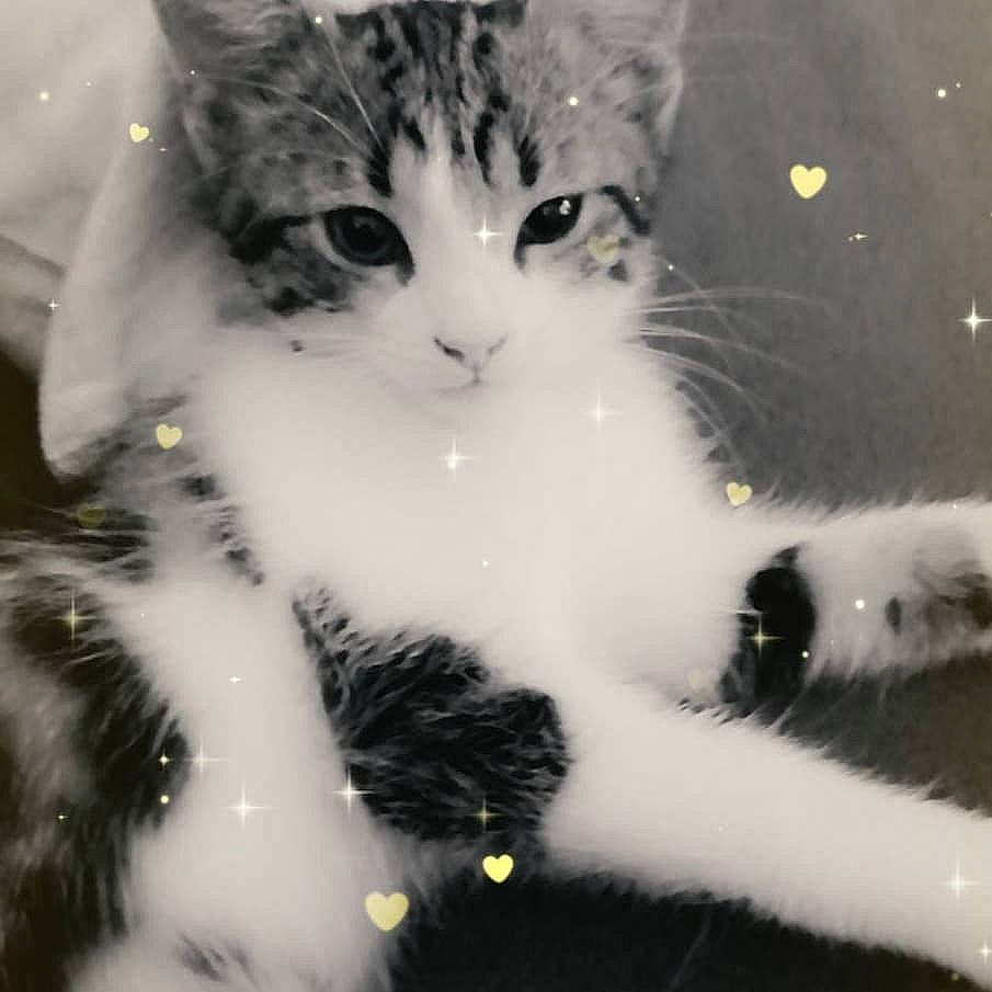 Miya participe au concours pour gagner de l'argent avec cette photo : aegean_cat, american_curl, american_wirehair, black_and_white, carnivore, cat, domestic_long_haired_cat, domestic_short_haired_cat, european_shorthair, eye, felidae, fur, kitten, norwegian_forest_cat, paw, polydactyl_cat, small_to_medium_sized_cats, snout, tail, whiskers