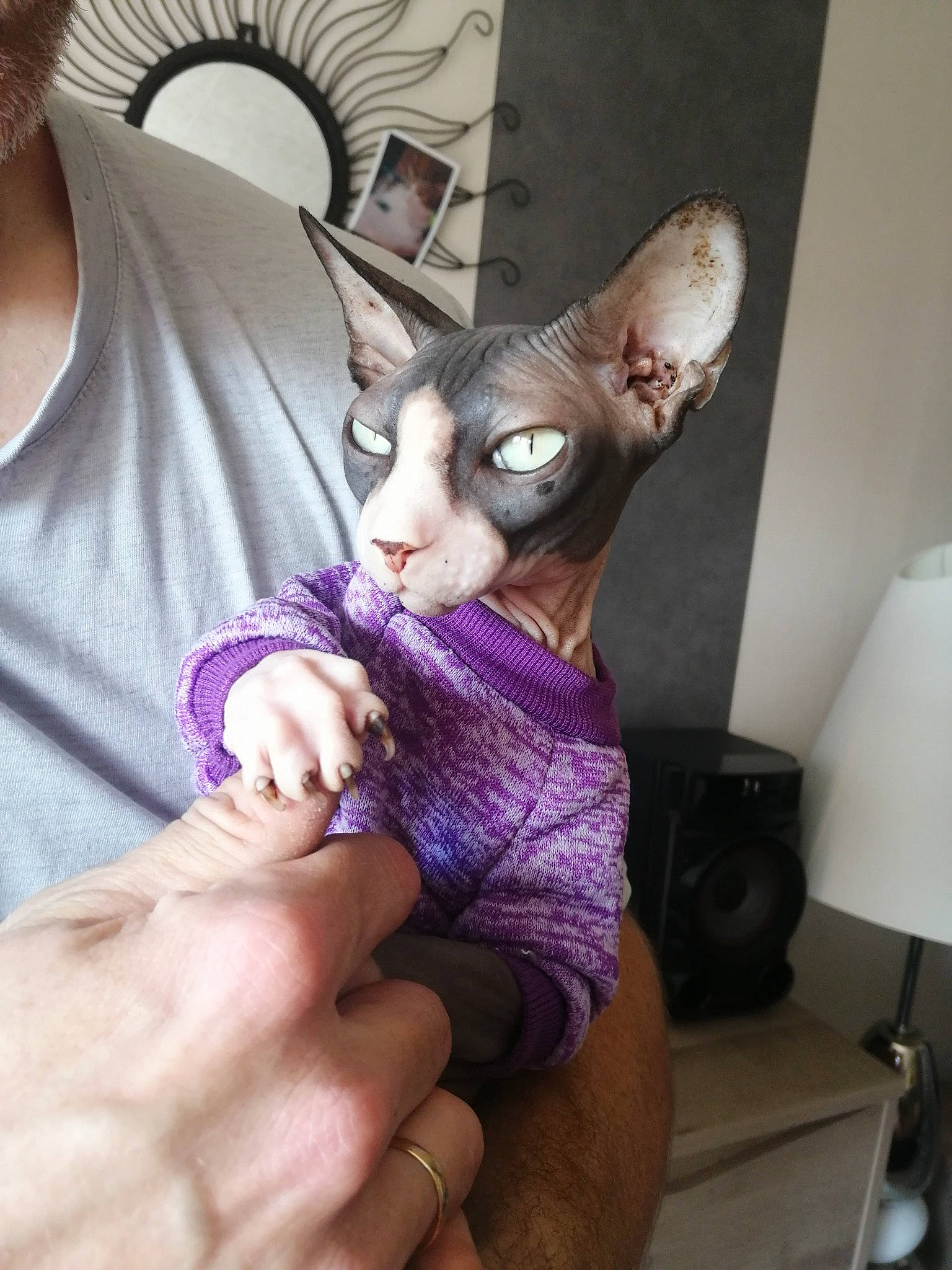 Niagara a rejoint le concours — aidez-le/la à gagner de superbes lots ! carnivore, cat, cornish_rex, devon_rex, donskoy, ear, fawn, felidae, kitten, mammal, oriental_longhair, oriental_shorthair, peterbald, rex_cat, small_to_medium_sized_cats, sphynx, ukrainian_levkoy, whiskers