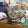 cat, silver_tabby, table, tissue_box, snacks, indoor, pet, feline, whiskers, relaxed, green_eyes, domestic, household_items, closeup, resting, fur_pattern, wooden_surface, curious, front_paws, domestic_cat