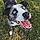 Rocco