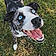 Rocco
