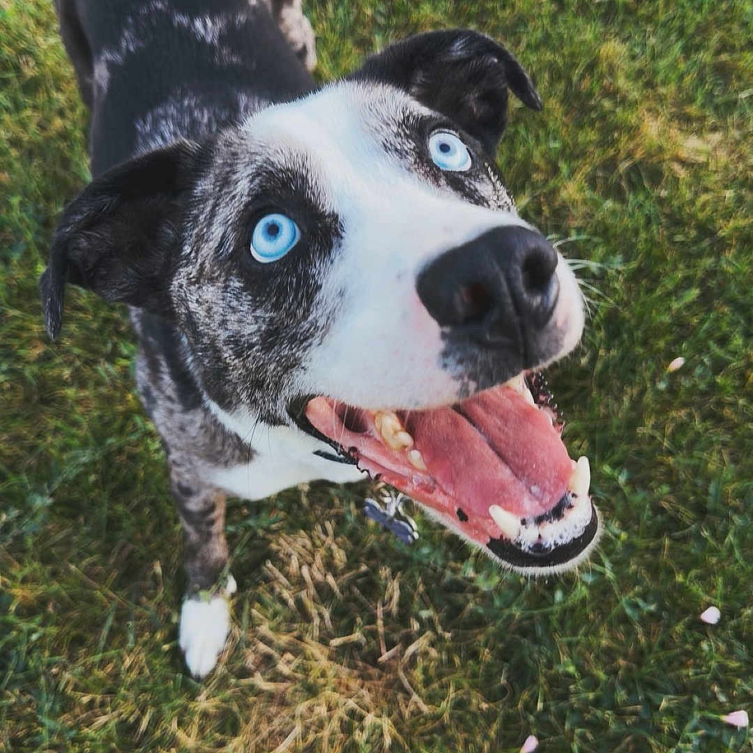 Rocco