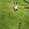 Rocco is registered to the contest to win money with this photo: active, animal, ball, canine, daylight, dog, ears, grass, greenery, happy, lawn, mouth, nature, outdoor, pet, playful, running, shadow, single_animal, sunny