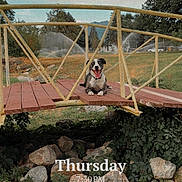 Rocco is registered to the contest to win money with this photo: animal, bridge, canine, daytime, dog, grass, greenery, happy, landscape, nature, outdoor, park, pet, rocks, sprinkler, summer, tongue_out, trees, water, wood