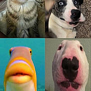 Rocco is registered to the contest to win money with this photo: cat, dog, fish, video_call, four_panel, close_up, animal, pet, tabby_cat, blue_eyes, carpet, underwater, colorful_fish, funny_expression, collar, indoor, portrait, animal_face, whiskers, cute