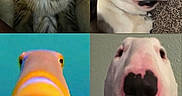 Rocco is registered to the contest to win money with this photo: animal, animal_face, blue_eyes, carpet, cat, close_up, collar, colorful_fish, cute, dog, fish, four_panel, funny_expression, indoor, pet, portrait, tabby_cat, underwater, video_call, whiskers