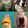 cat, dog, fish, video_call, four_panel, close_up, animal, pet, tabby_cat, blue_eyes, carpet, underwater, colorful_fish, funny_expression, collar, indoor, portrait, animal_face, whiskers, cute