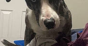 Rocco is registered to the contest to win money with this photo: dog, tennis_ball, bed, blanket, indoor, pet, animal, furniture, door, poster, fur, ears, eyes, snout, looking, playful, resting, cozy, room, canine