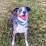 Rocco joined the competition — help win amazing prizes! animal, blue_eyes, canine, collar, daylight, dog, ears_up, excited, fur, grass, happy, lawn, mouth_open, nature, outdoor, pet, playful, smiling, standing, tongue