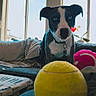 dog, blue_eyes, tennis_ball, living_room, couch, window, indoor, pet, collar, toy, furniture, blanket, heart_emoji, curious, animal, domestic_animal, playful, cute, canine, household