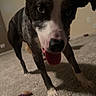 Rocco is registered to the contest to win money with this photo: dog, indoor, carpet, toy, pet, animal, black_and_white, tongue_out, curious, close_up, floor, playful, canine, ears, looking_at_camera, house, room, domestic, muzzle, front_legs