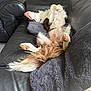 Kai is registered to the contest to win money with this photo: dog, couch, leather, blanket, relaxed, paw, fur, indoor, pet, sprawled, living_room, cozy, resting, brown_and_white, long_tail, furniture, sleeping, paw_pads, canine, domestic_animal