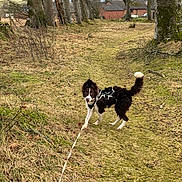 Kai is registered to the contest to win money with this photo: dog, leash, forest_path, trees, grass, moss, outdoor, nature, animal, canine, brown_and_white, curious, walking, daytime, rural, scenic, woods, playful, pet, adventure