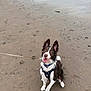 Kai is registered to the contest to win money with this photo: dog, beach, sand, water, wet_dog, leash, happy, playful, ears, pet, animal, outdoor, sitting, canine, smiling, nature, daytime, fur, collar, adventure