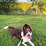 dog, grass, leash, tongue_out, brown_and_white, happy, outdoor, nature, trees, sunny, pet, canine, animal, playful, lying_down, summer, green, field, collar, portrait