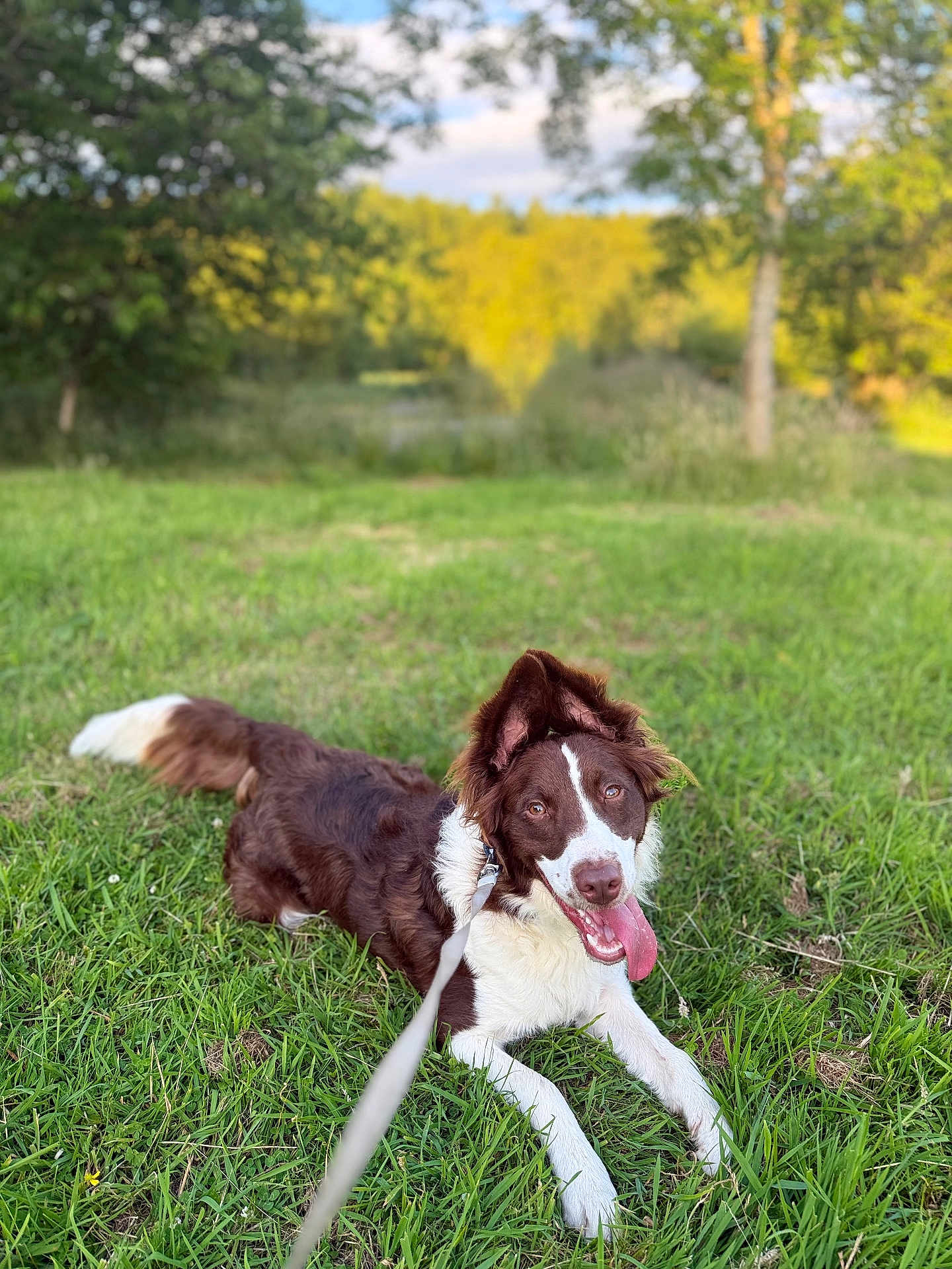 Kai joined the competition — help win amazing prizes! dog, grass, leash, tongue_out, brown_and_white, happy, outdoor, nature, trees, sunny, pet, canine, animal, playful, lying_down, summer, green, field, collar, portrait