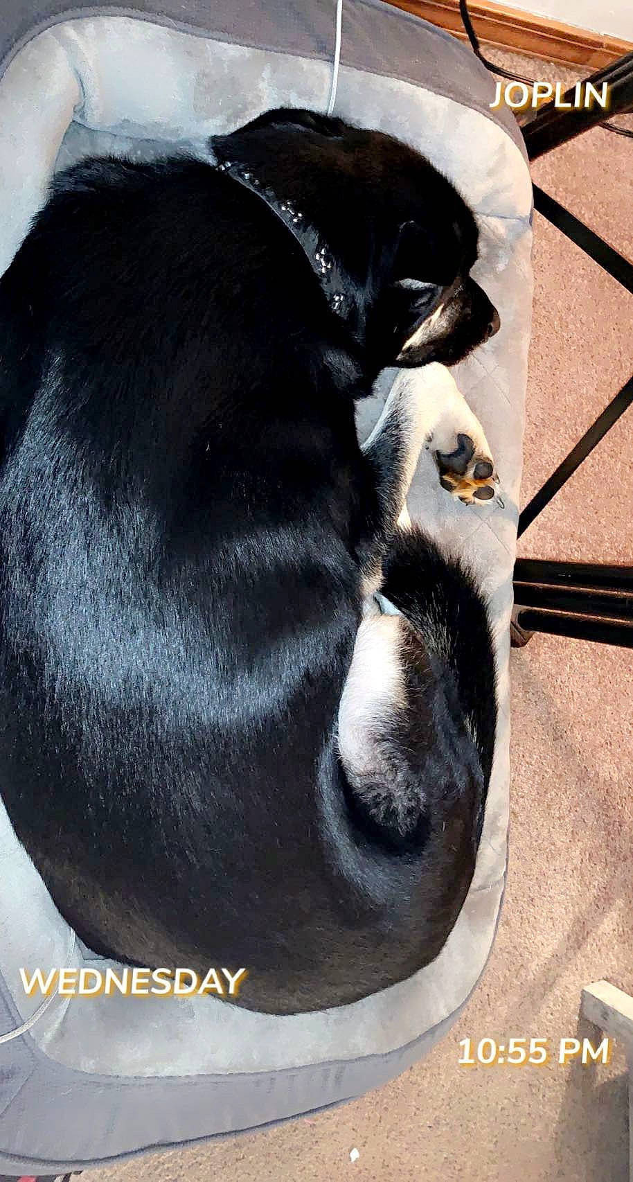 Gator is registered to the contest to win money with this photo: borador, carnivore, collar, comfort, companion_dog, dog, dog_breed, dog_supply, fawn, fur, guard_dog, nap, pet_supply, sleep, snout, sporting_group, tail, terrestrial_animal, whiskers, working_animal