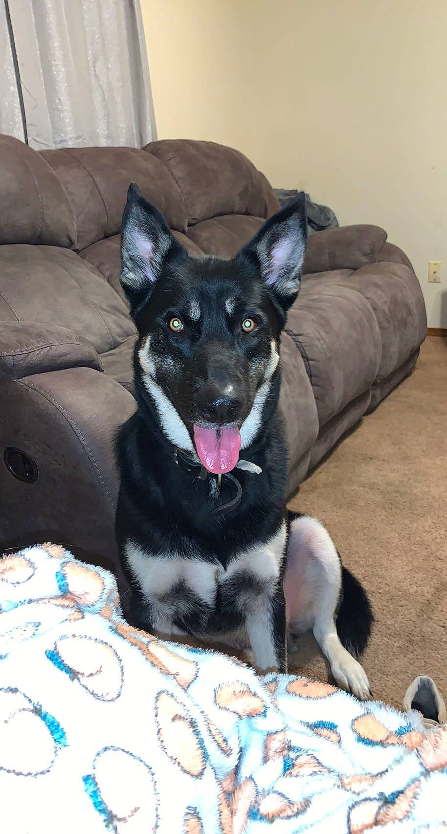 Gator is registered to the contest to win money with this photo: blue, canidae, carmine, carnivore, comfort, companion_dog, couch, dog, dog_breed, dog_supply, fur, herding_dog, paw, picture_frame, serveware, snout, sporting_group, tableware, working_animal, working_dog