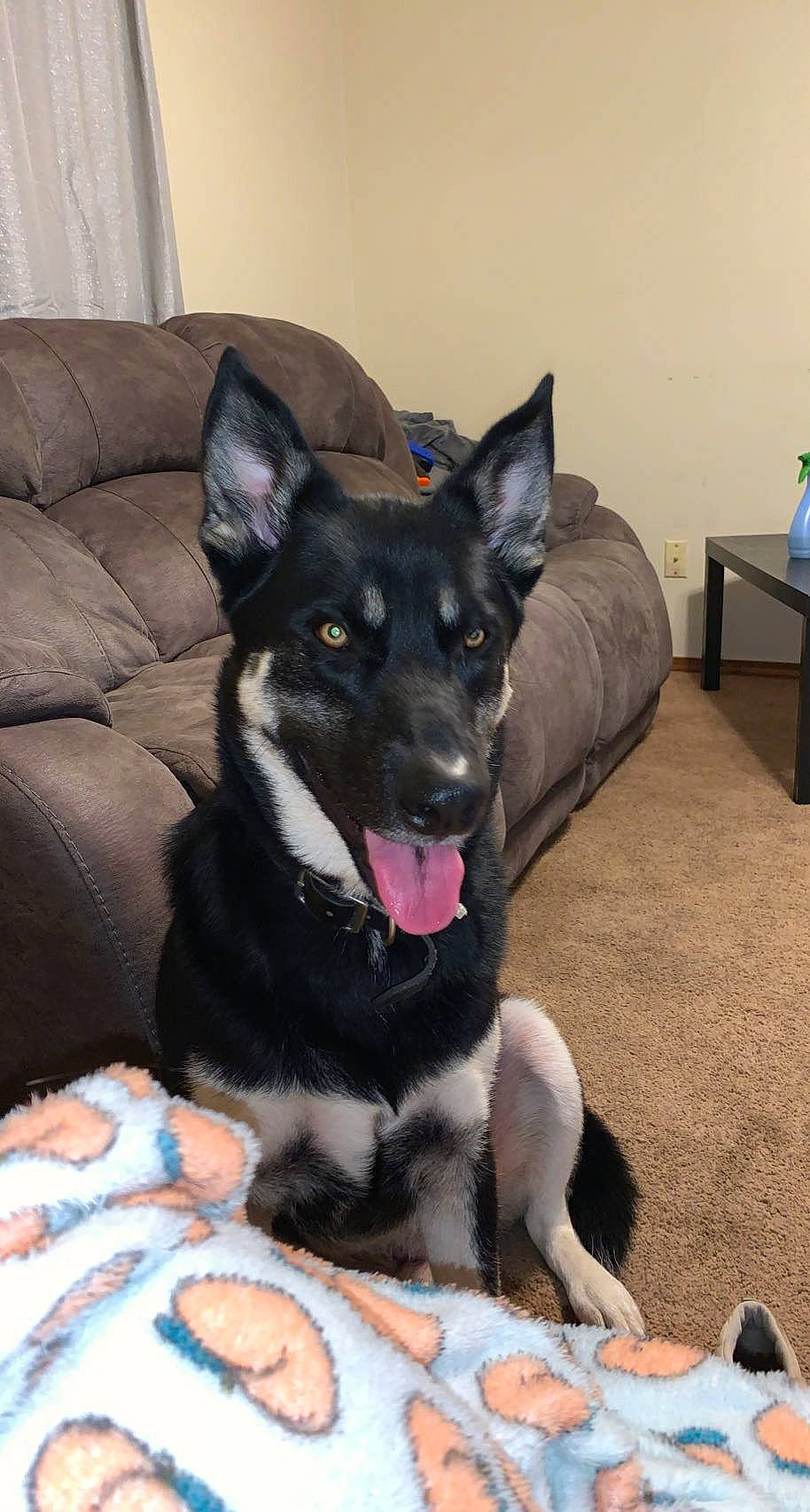 Gator joined the competition — help win amazing prizes! canidae, carnivore, comfort, companion_dog, couch, dog, dog_breed, dog_supply, foot, fur, herding_dog, non_sporting_group, paw, puppy, sporting_group, tableware, terrestrial_animal, whiskers, working_animal, working_dog