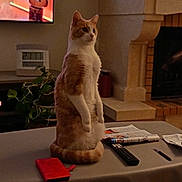 Fripouille a rejoint le concours — aidez-le/la à gagner de superbes lots ! cat, orange_cat, white_cat, table, remote_control, pen, newspaper, plant, fireplace, television, guitar_image, living_room, indoor, furniture, curious, alert, sitting, pet, cozy, home