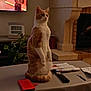 cat, orange_cat, white_cat, table, remote_control, pen, newspaper, plant, fireplace, television, guitar_image, living_room, indoor, furniture, curious, alert, sitting, pet, cozy, home