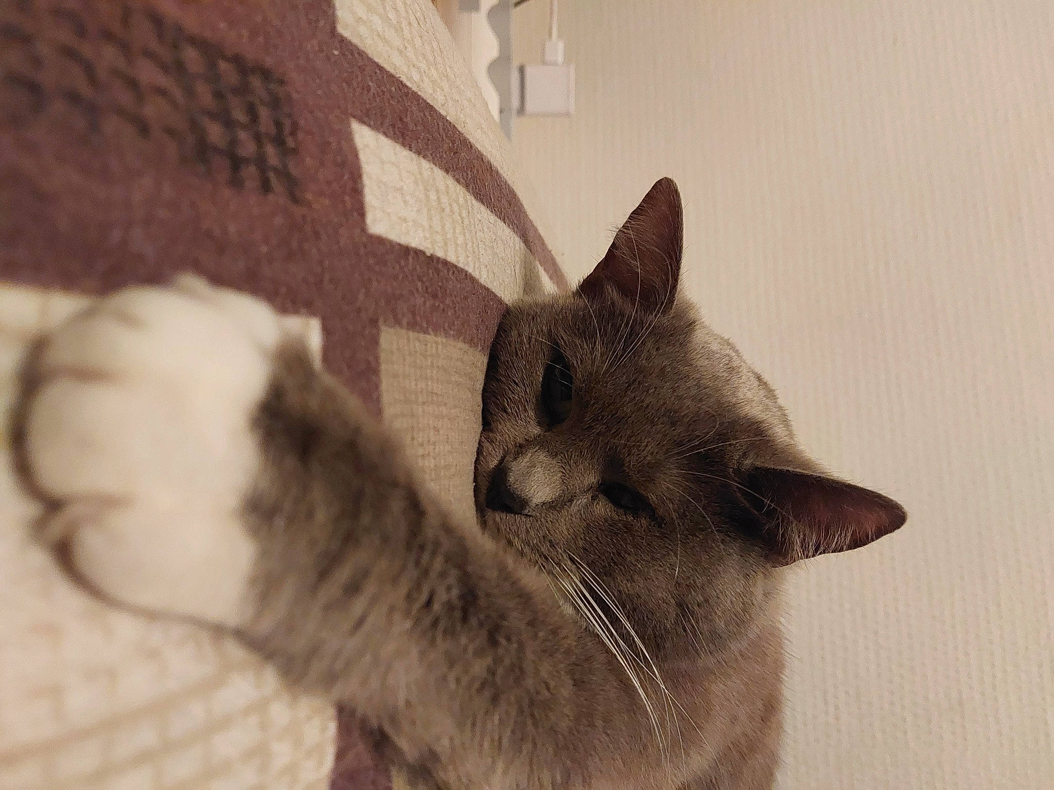 Eowyn participe au concours pour gagner de l'argent avec cette photo : carnivore, cat, chartreux, claw, comfort, domestic_short_haired_cat, ear, fawn, felidae, flooring, fur, grey, monochrome, monochrome_photography, paw, small_to_medium_sized_cats, snout, tail, whiskers, window