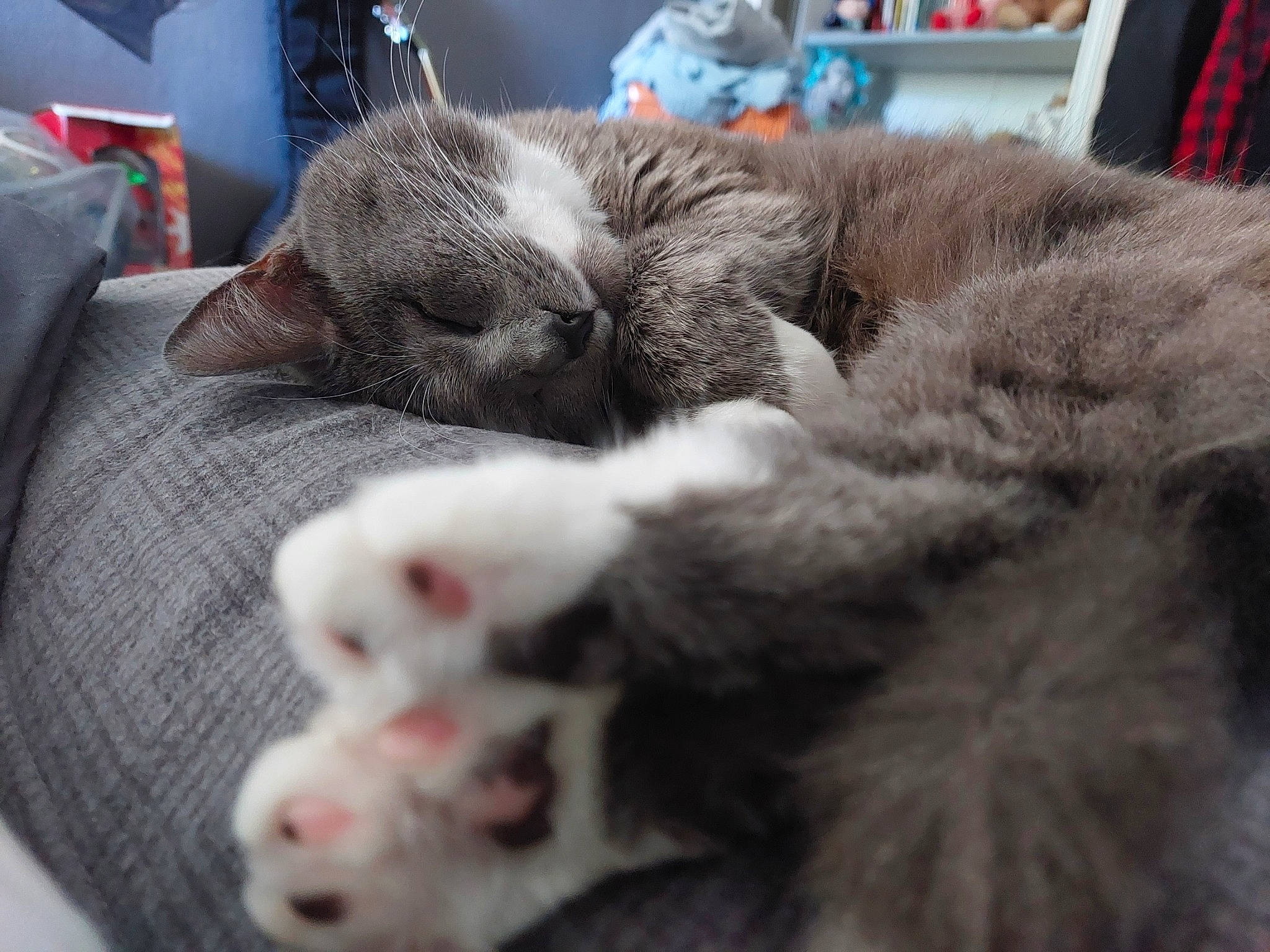 Eowyn participe au concours pour gagner de l'argent avec cette photo : carnivore, cat, claw, comfort, domestic_short_haired_cat, felidae, fur, grey, nap, paw, sleep, small_to_medium_sized_cats, snout, whiskers