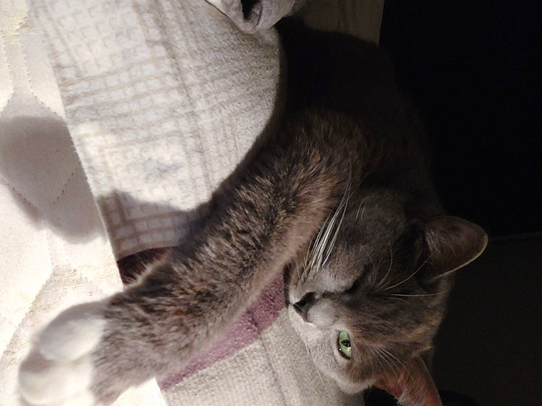 Eowyn participe au concours pour gagner de l'argent avec cette photo : carnivore, cat, claw, comfort, domestic_short_haired_cat, ear, felidae, fur, grey, monochrome, monochrome_photography, paw, small_to_medium_sized_cats, snout, tail, whiskers