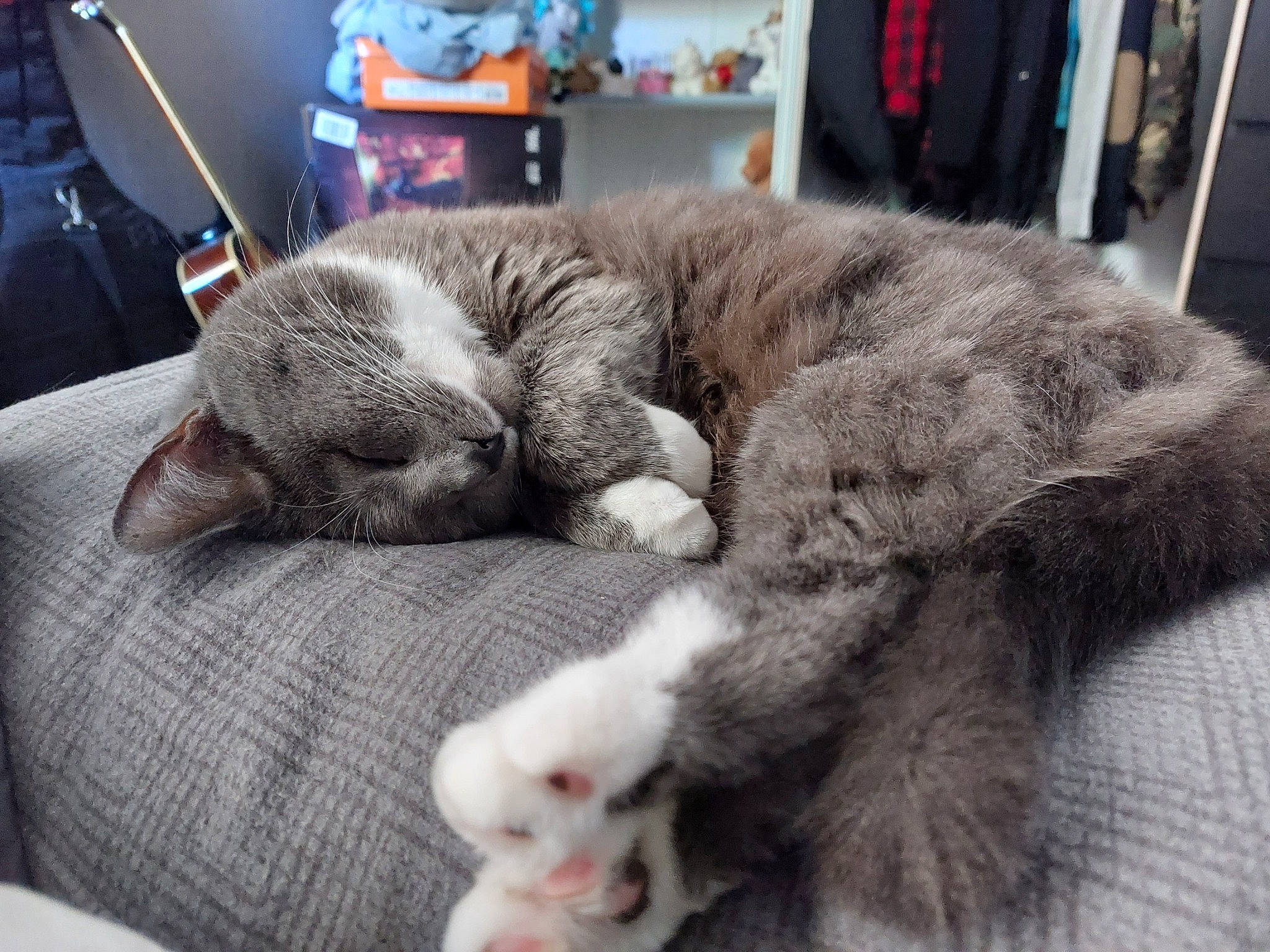 Eowyn a rejoint le concours — aidez-le/la à gagner de superbes lots ! bag, canidae, carnivore, cat, claw, comfort, domestic_short_haired_cat, felidae, fur, grey, luggage_and_bags, nap, paw, sleep, small_to_medium_sized_cats, snout, sporting_group, tail, vertebrate, whiskers