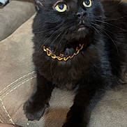 Louie is registered to the contest to win money with this photo: cat, black_cat, pet, feline, animal, indoor, couch, collar, gold_chain, fur, whiskers, yellow_eyes, looking_up, curious, close_up, paw, relaxed, domestic_animal, cute, companion