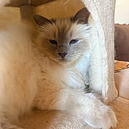 Opale participe au concours pour gagner de l'argent avec cette photo : cat, fluffy, long_hair, blue_eyes, pet, animal, feline, indoors, cozy, scratching_post, cat_tree, lounging, sitting, relaxed, close_up, portrait, whiskers, ears, cream_fur, brown_markings
