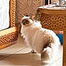 Opale a rejoint le concours — aidez-le/la à gagner de superbes lots ! cat, fluffy_cat, long_hair, white_fur, brown_markings, blue_eyes, puffed_tail, standing, indoors, living_room, tile_floor, furniture, wooden_table, cabinet, shelves, home_decor, warm_lighting, portrait, pet, cozy