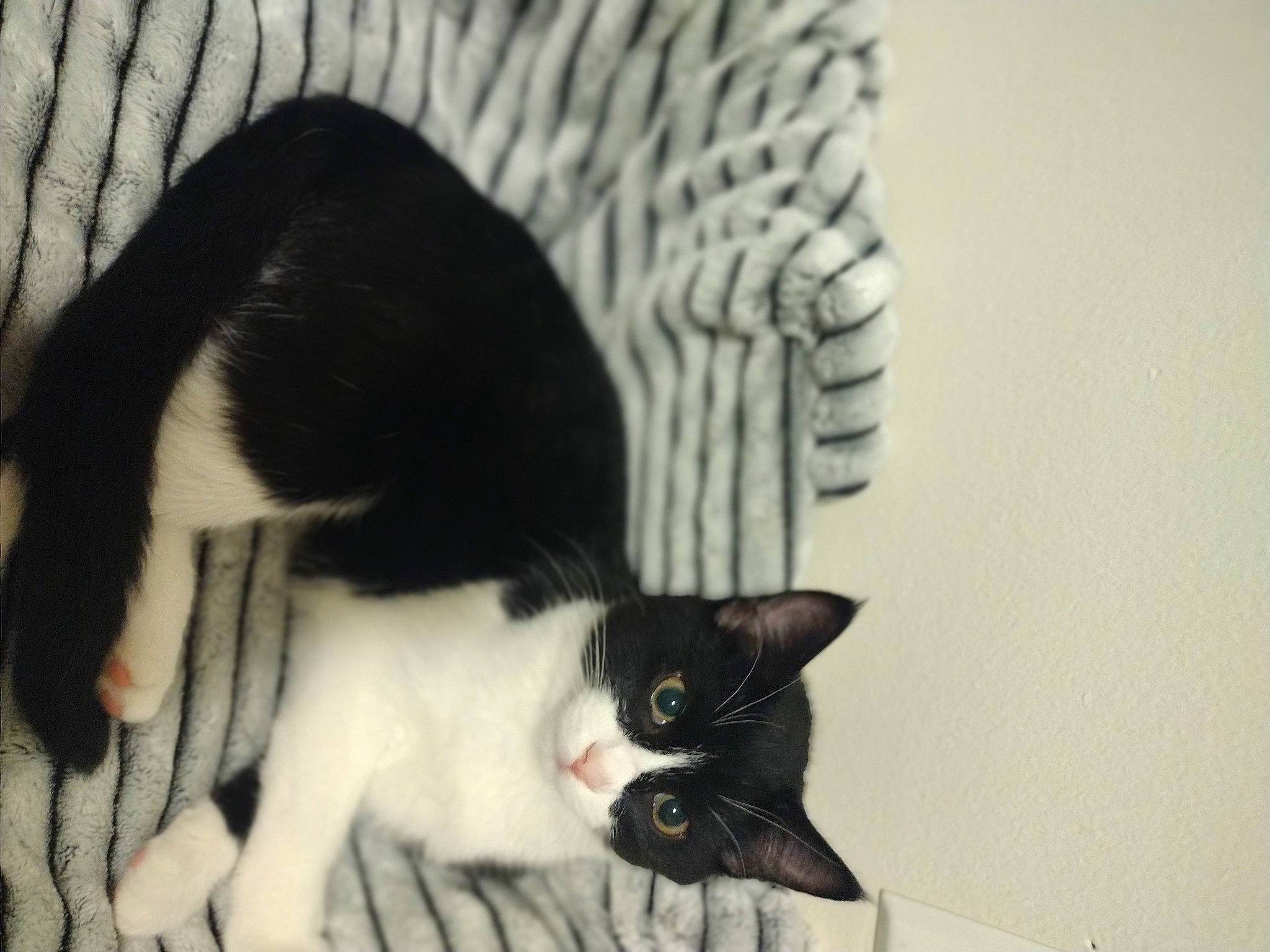 Oreo joined the competition — help win amazing prizes! carnivore, cat, claw, comfort, domestic_short_haired_cat, eyelash, felidae, formal_wear, fur, monochrome, monochrome_photography, paw, plant, small_to_medium_sized_cats, snout, tail, tree, whiskers, window