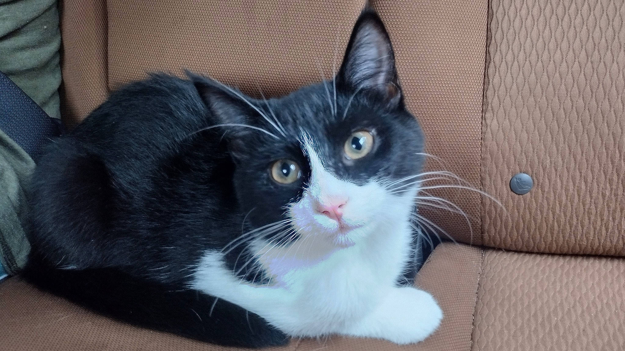 Oreo joined the competition — help win amazing prizes! carnivore, cat, cat_supply, claw, comfort, domestic_short_haired_cat, electric_blue, felidae, fur, paw, pet_supply, small_to_medium_sized_cats, snout, tail, whiskers, window