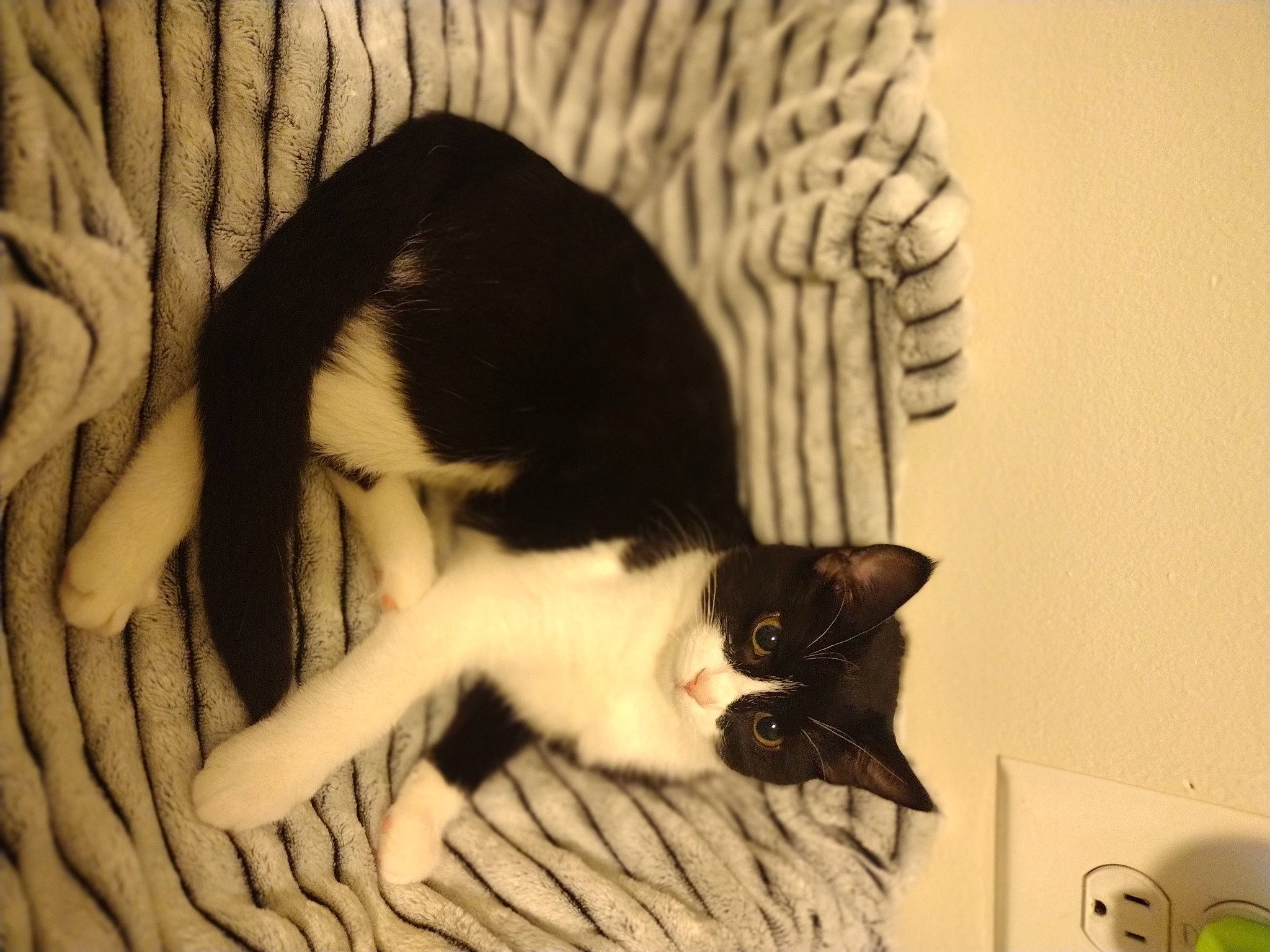 Oreo is registered to the contest to win money with this photo: canidae, carnivore, cat, claw, comfort, domestic_short_haired_cat, felidae, fur, linens, monochrome, monochrome_photography, nap, paw, room, sleep, small_to_medium_sized_cats, snout, tail, whiskers, wood