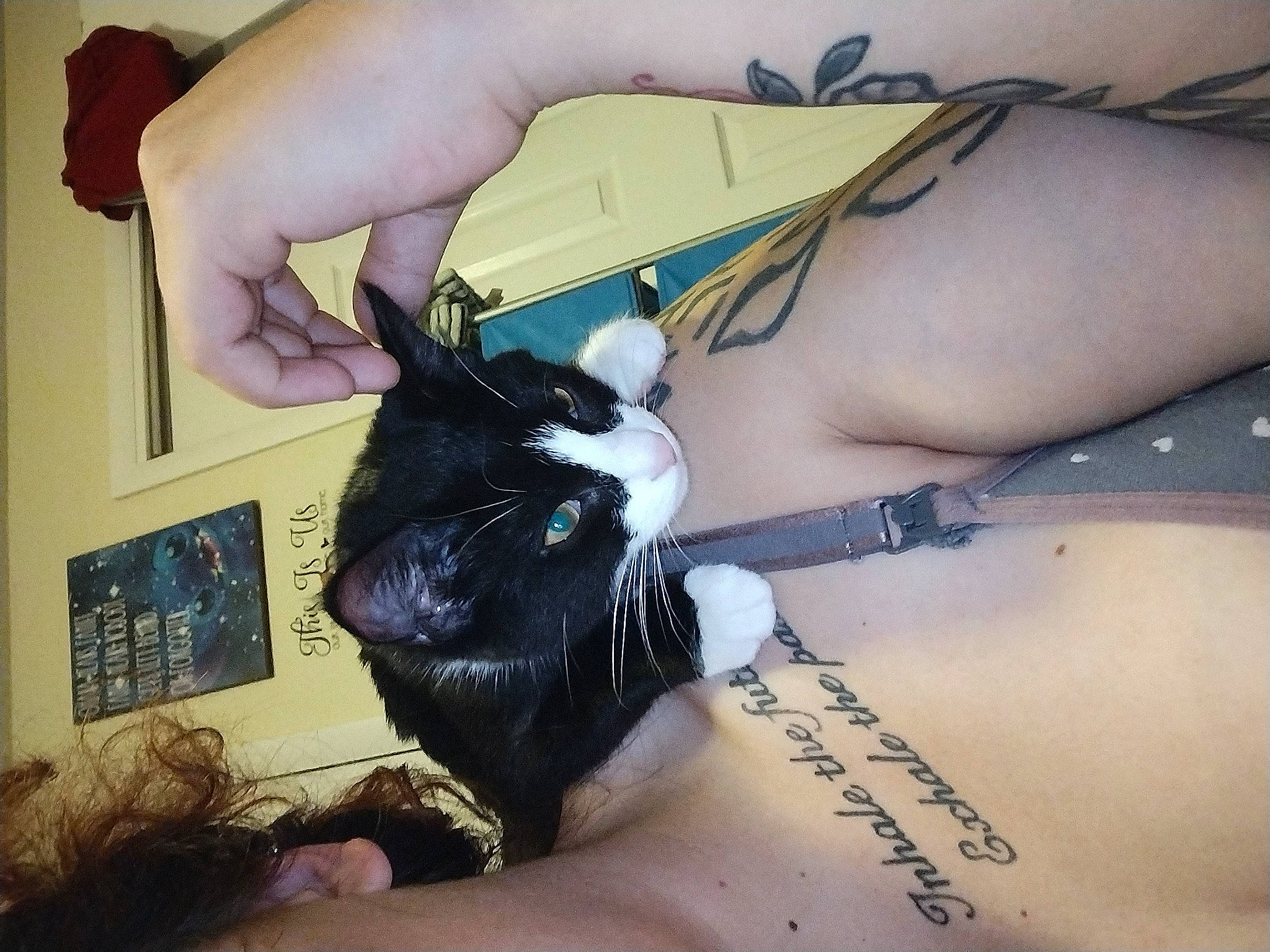 Mittens joined the competition — help win amazing prizes! art, black_hair, cat, dress, eyelash, feather, felidae, finger, gesture, hair, human_body, human_leg, knee, leg, nail, temporary_tattoo, thigh, thumb, whiskers, wrist