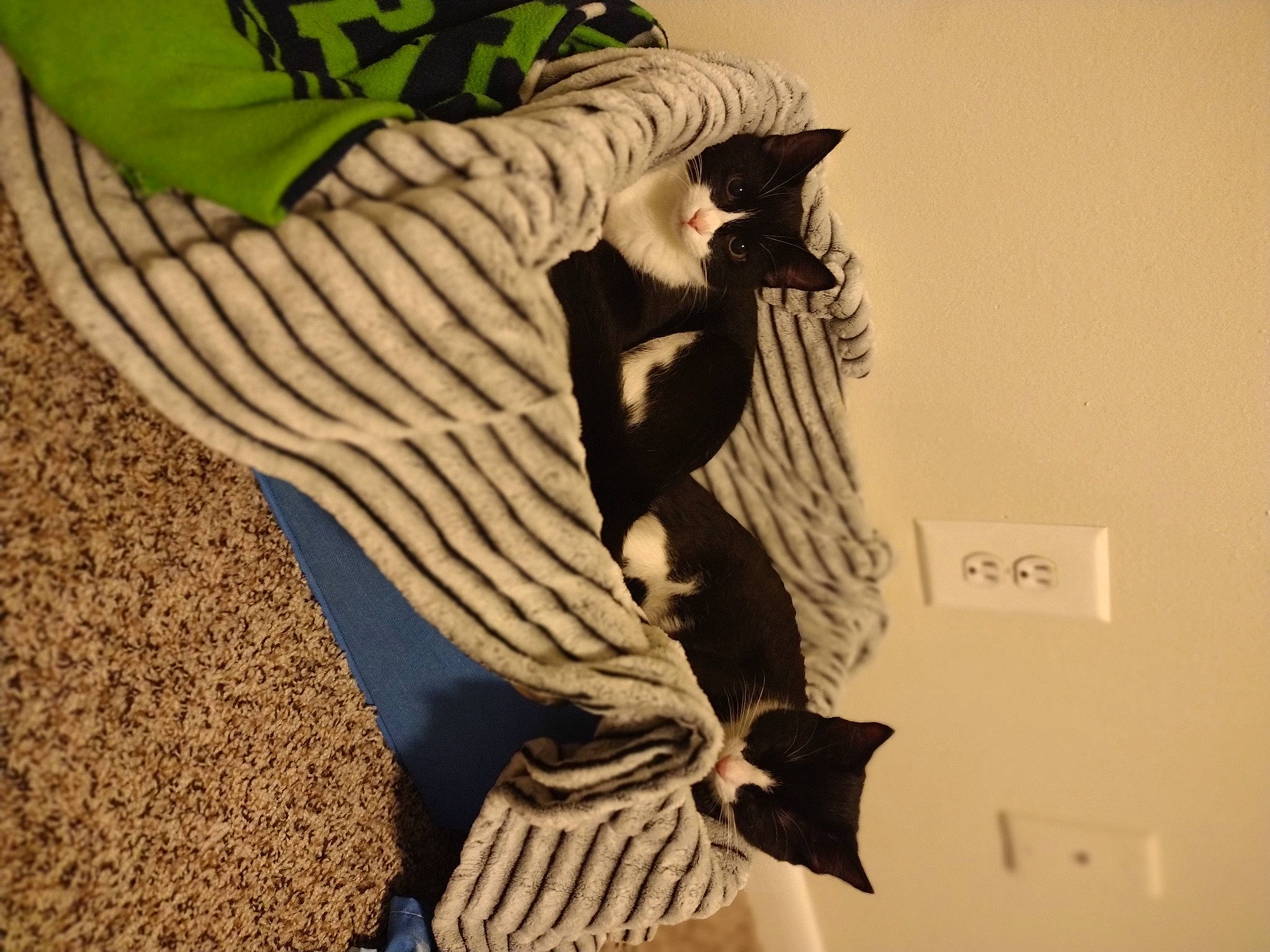 Mittens is registered to the contest to win money with this photo: art, fictional_character, font, human_leg, illustration, landscape, linens, painting, pattern, shadow, sleeve, soil, visual_arts, wing, wood