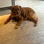 Marcus a rejoint le concours — aidez-le/la à gagner de superbes lots ! dog, brown_dog, lying_down, indoor, floor, tile_floor, sunlight, door, metal_door, pet, canine, fur, paws, quiet, relaxed, animal, domestic_animal, companion, resting, harness
