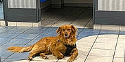 Marcus a rejoint le concours — aidez-le/la à gagner de superbes lots ! dog, golden_brown, harness, lying_down, tile_floor, blue_tiles, beige_tiles, mailboxes, hallway, indoor, calm, guarding, pet, animal, doorway, sign, defibrillator_sign, floor_pattern, quiet, alert